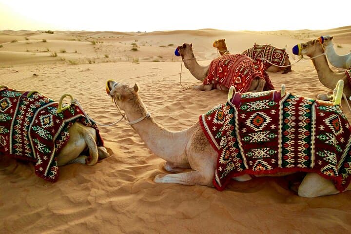 Dubai VIP Red Dunes Safari: Dune Bash, Camel Ride & 5-Star BBQ photo 5