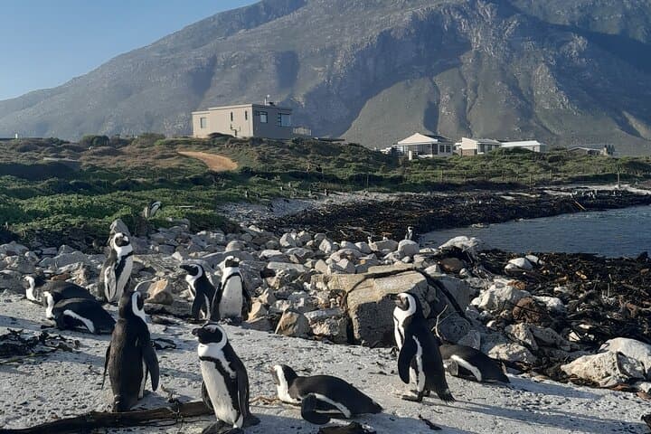 Cape Point & Boulders Beach Half-Day Penguin and Coastal Wildlife Tour photo 4