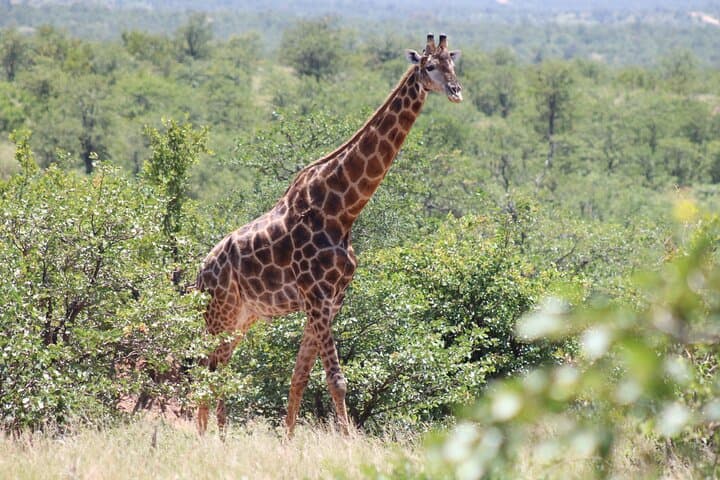 6-Day Hoedspruit Safari & Blyde River Canyon Tour — Kruger Safaris, Boat Cruise & Rehab Visit