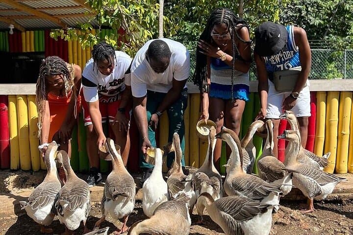Rasta Cultural Farm Tour: Herb Garden & Animal Farm Experience in Montego Bay photo 2
