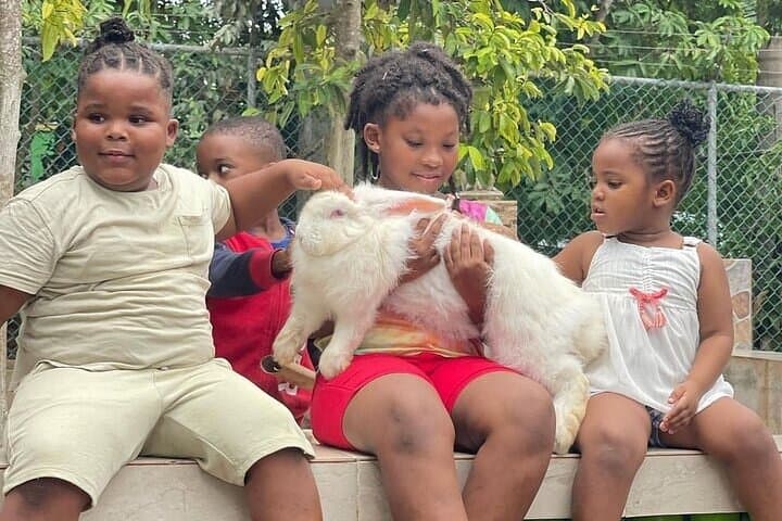Rasta Cultural Farm Tour: Herb Garden & Animal Farm Experience in Montego Bay photo 4