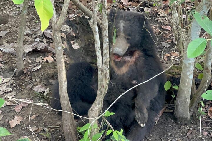 Chitwan Jungle Safari: 3-Day All-Inclusive Wildlife Tour from Kathmandu photo 6