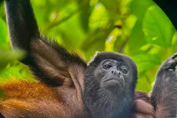 Sirena Station Corcovado Day Tour — Wildlife Hike from Drake Bay photo 3