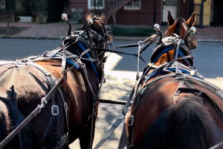 Savannah Horse-Drawn Daytime Tour: 50-Minute Narrated Historic Carriage Ride photo 5