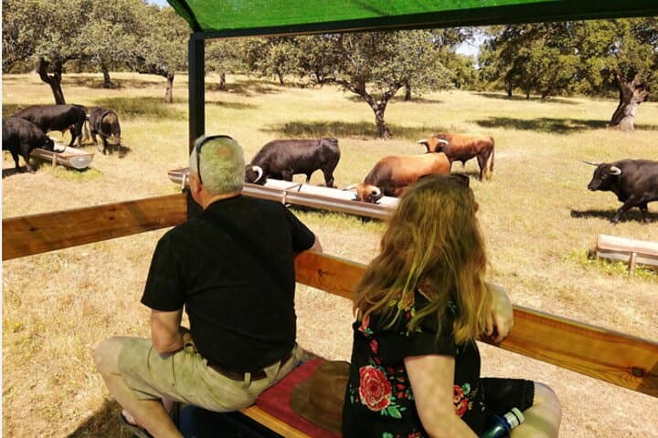 Brave Bull Farm Visit Near Seville — Andalusia Ranch Tour & Bull Breeding Experience photo 2