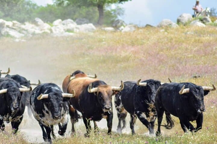 Brave Bull Farm Visit Near Seville — Andalusia Ranch Tour & Bull Breeding Experience