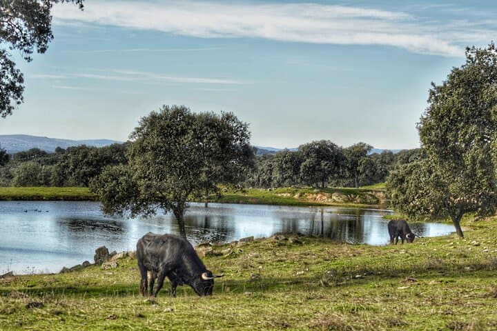 Brave Bull Farm Visit Near Seville — Andalusia Ranch Tour & Bull Breeding Experience photo 3