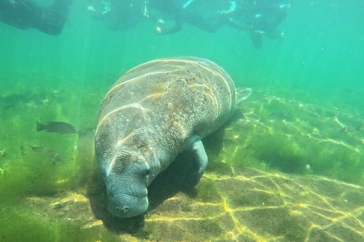 Crystal River Manatee Snorkel: 4-Hour VIP In-Water Guide Experience photo 4
