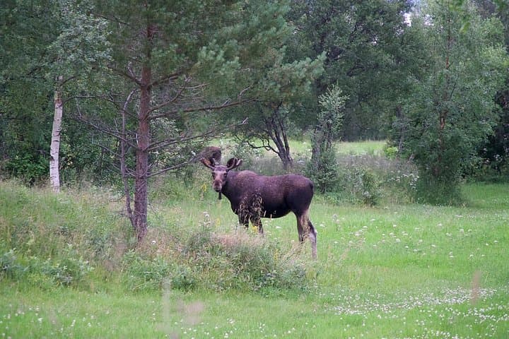 Moose Safari Bodo, Norway — Meet Europes Largest Land Animal photo 3