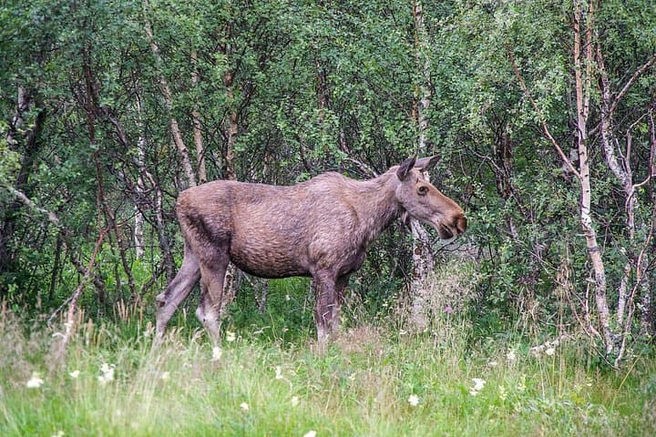 Moose Safari Bodo, Norway — Meet Europes Largest Land Animal photo 4