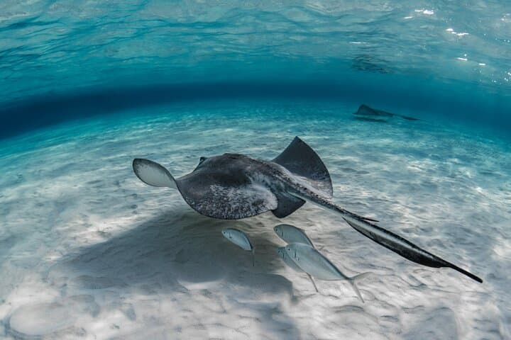 Cayman Ultimate Tour: Swim with Stingrays, Starfish Point & Crystal Caves photo 6