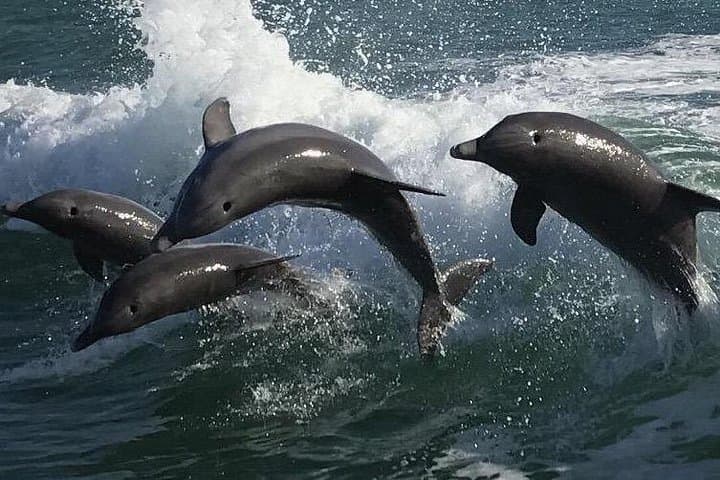 Sea Screamer Speed Boat Dolphin Tour — Clearwater Beach Dolphin Watching Cruise photo 2