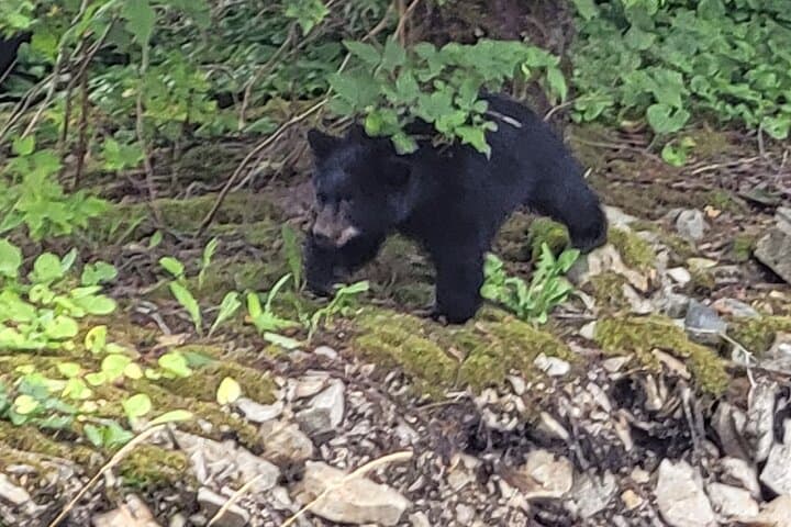 Ketchikan Wildlife & Waterfall Van Tour: Rotary Beach, Herring Cove, South-End Falls photo 5