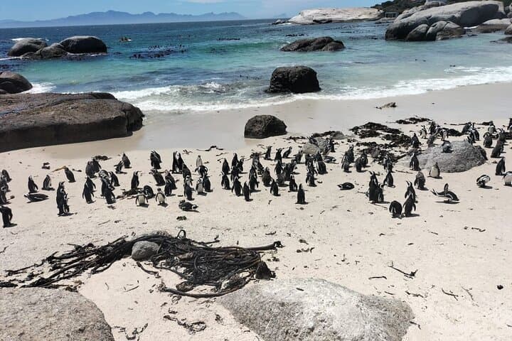 Cape Agulhas to Hermanus: Full-Day Private Tour, Penguins & Wine photo 3