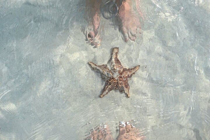 Cayman Ultimate Tour: Stingray City Snorkeling & Beach Lunch photo 5