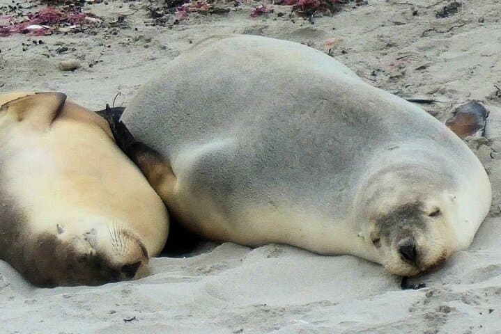 Kangaroo Island in a Day: Seal Bay, Remarkable Rocks, and Flinders Chase Highlights photo 2