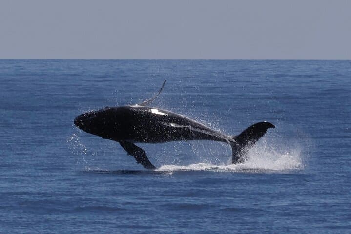 Augusta Whale Watching Eco Tour — Humpback & Southern Right Whale Cruises photo 4