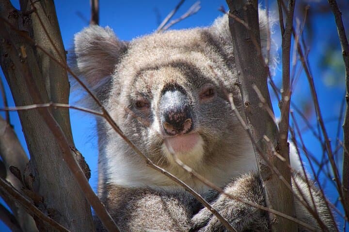 Kangaroo Island in a Day: Seal Bay, Remarkable Rocks, and Flinders Chase Highlights photo 6