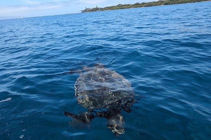 West Maui Pedal Kayak Snorkel — Olowalu Reef & Winter Whale Watching photo 2