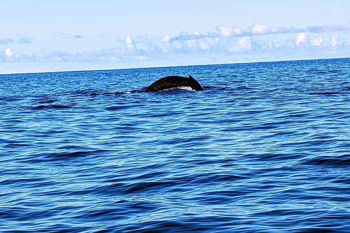 West Maui Pedal Kayak Snorkel — Olowalu Reef & Winter Whale Watching photo 3