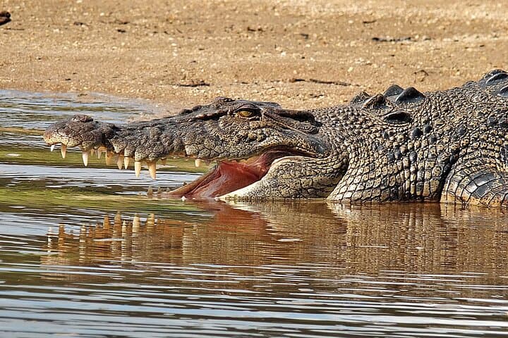 Daintree River Cruise — 1‑Hour Wildlife & Mangrove Explorer