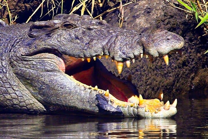 Daintree River Cruise — 1‑Hour Wildlife & Mangrove Explorer photo 4