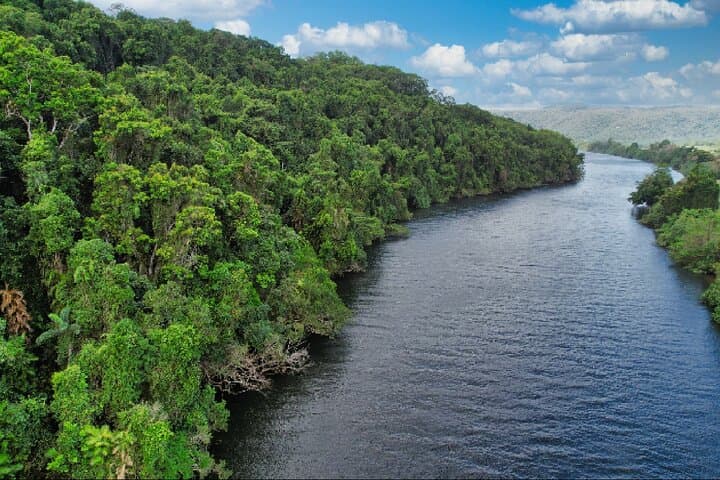 Daintree River Cruise — 1‑Hour Wildlife & Mangrove Explorer photo 6