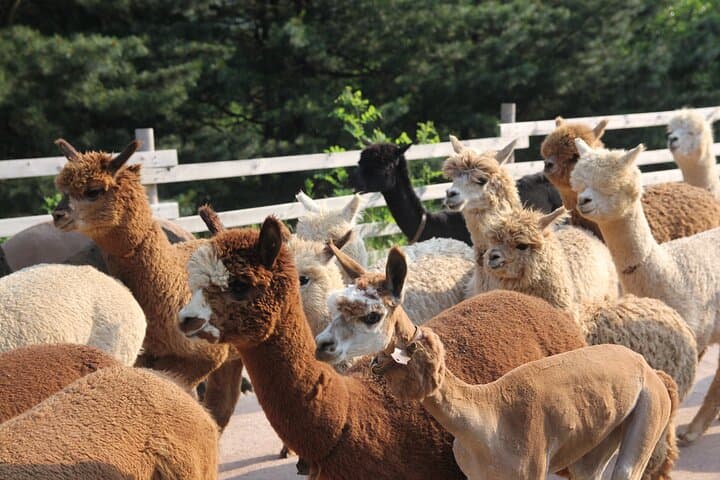 Nami Island, Alpaca World & Garden of Morning Calm Day Tour — Rail Bike Option photo 2