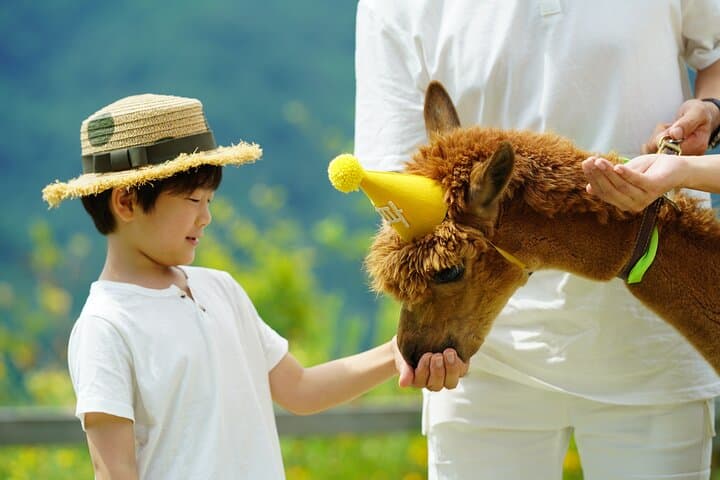 Nami Island, Alpaca World & Garden of Morning Calm Day Tour — Rail Bike Option photo 5