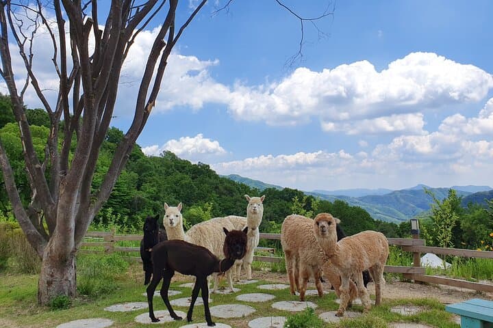 Nami Island, Alpaca World & Garden of Morning Calm Day Tour — Rail Bike Option photo 3