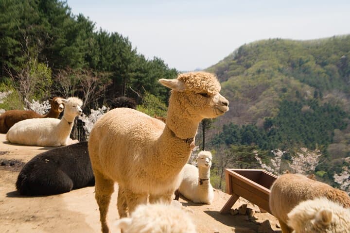 Nami Island, Alpaca World & Garden of Morning Calm Day Tour — Rail Bike Option photo 4