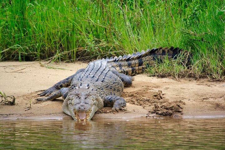 Daintree River Cruise — 1‑Hour Wildlife & Mangrove Explorer photo 5