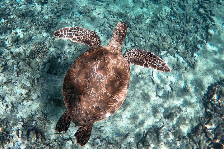 Private Waikiki Boat Cruise: Snorkel, Sightseeing & Marine Life photo 2