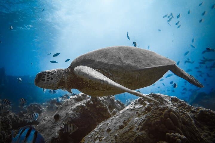Private Waikiki Boat Cruise: Snorkel, Sightseeing & Marine Life photo 3