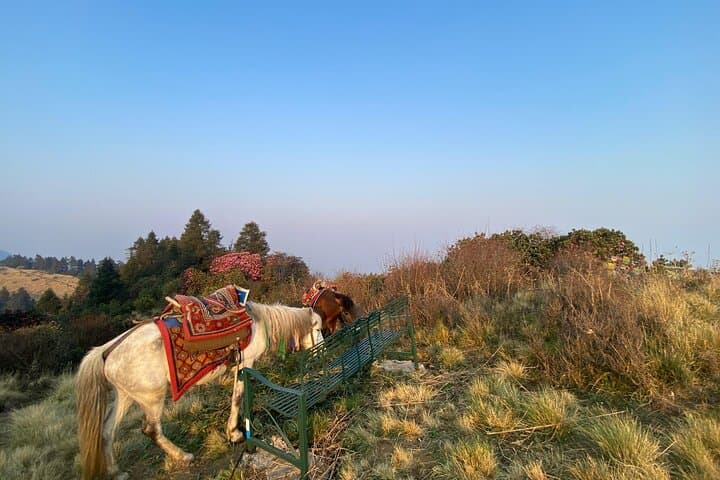 Poon Hill & Mardi Himal Base Camp: 8-Day Annapurna Sunrise Trek from Pokhara photo 3