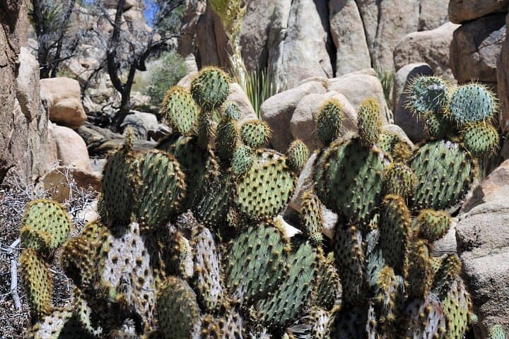 Hidden Valley Nature Trail Self-Guided Walking Tour — Joshua Tree National Park photo 3