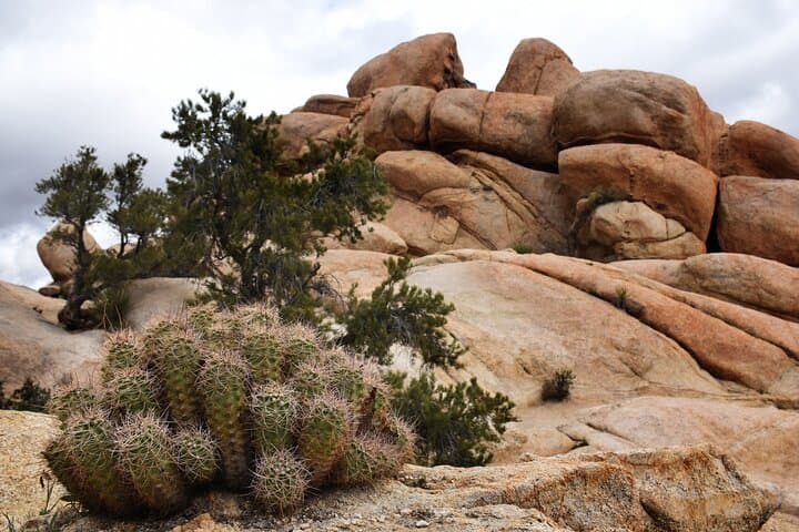 Hidden Valley Nature Trail Self-Guided Walking Tour — Joshua Tree National Park photo 4