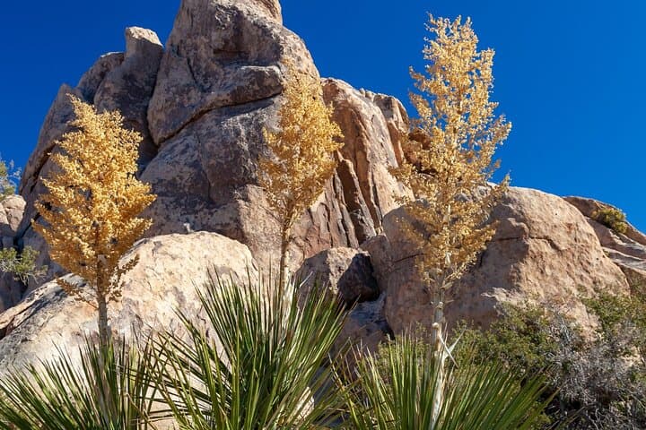 Hidden Valley Nature Trail Self-Guided Walking Tour — Joshua Tree National Park photo 5