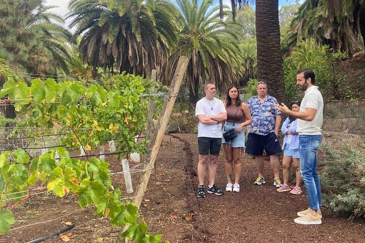 Gran Canaria Volcano Wine Tour — Taste Unique Canary Island Wines