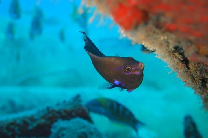 Introduction Scuba Dive in Arguineguín & Puerto Rico, Gran Canaria photo 4