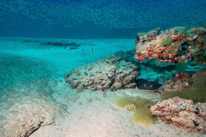Introduction Scuba Dive in Arguineguín & Puerto Rico, Gran Canaria photo 2