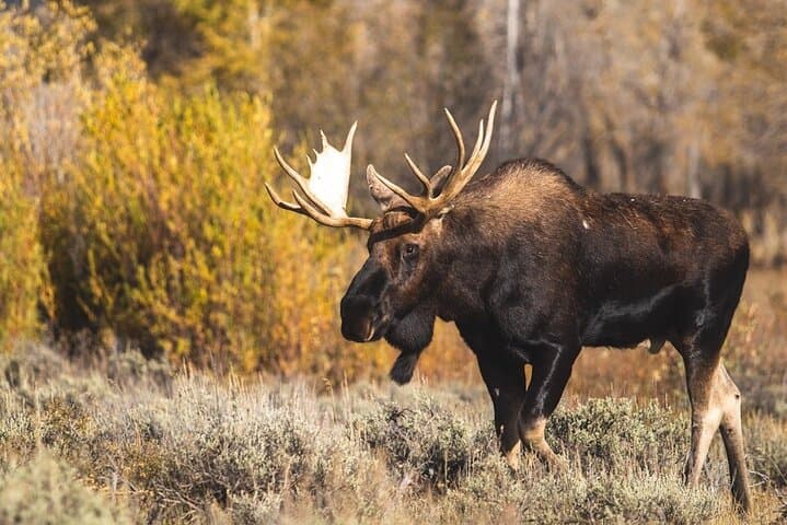 Grand Teton Wildlife Day Tour: Private Guided Photo and Nature Expedition photo 5