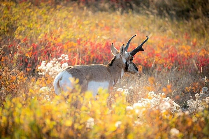 Exploring Yellowstone’s Lamar Valley: Wildlife Encounters and Scenic Picnic Adventures photo 5