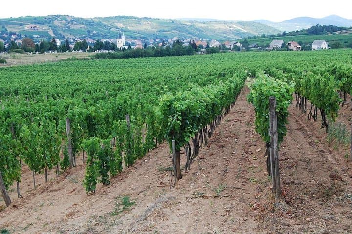 Half-Day Tokaj Wine Tasting Tour in Mád, Hungary — Vineyard Walk, Cellar Labyrinth & Lunch photo 3
