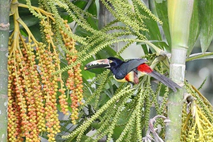 Private 8-Day Costa Rica Luxury Tour: Cloud Forests, Arenal & Caribbean Coast photo 3