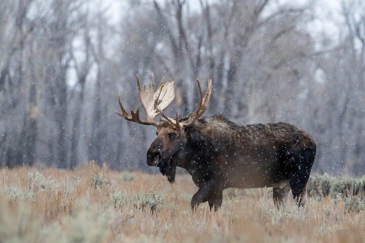 Grand Teton Private Winter Wildlife Tour from Jackson: Bison, Wolves & Scenic Stops photo 3