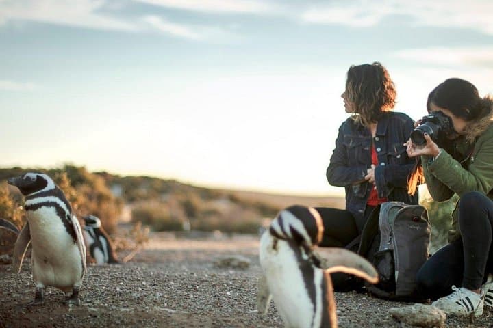 Visiting Estancia San Lorenzo — Walk Among 600,000 Magellanic Penguins at Peninsula Valdés