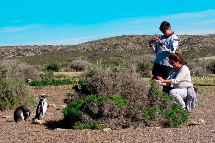 Visiting Estancia San Lorenzo — Walk Among 600,000 Magellanic Penguins at Peninsula Valdés photo 3