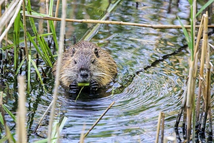 Exploring Yellowstone’s Lamar Valley: Wildlife Encounters and Scenic Picnic Adventures photo 3