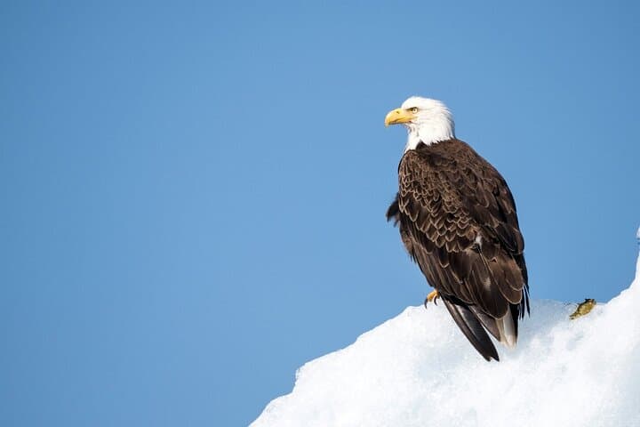 Grand Teton Wildlife Day Tour: Private Guided Photo and Nature Expedition photo 6